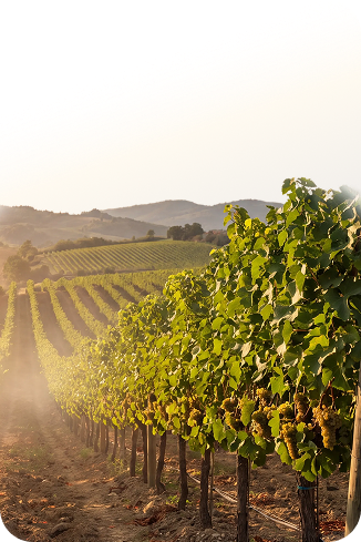 Agroalimentare-vigna